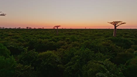 unique endemic baobab trees in madagascar after sunset