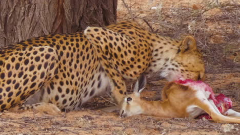 un hambriento guepardo africano devora con avaricia una presa fresca al lado de los árboles en el desierto de kalahari, sudáfrica - fotografía de cerca - fotografía de cercana