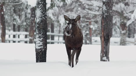 Weibliche-Elche-Stehen-Auf-Einem-Schneebedeckten-Waldwald,-Während-Es-Schneit,-Im-Europäischen-Winter