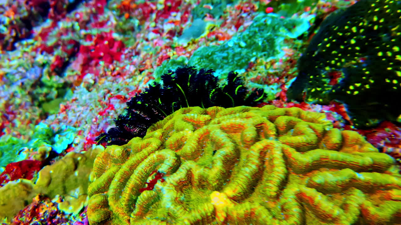 A close-up of an incredibly vibrant tropical reef, showcasing complex textures and rich colors: red, neon green, yellow brain coral, and black sea lily
