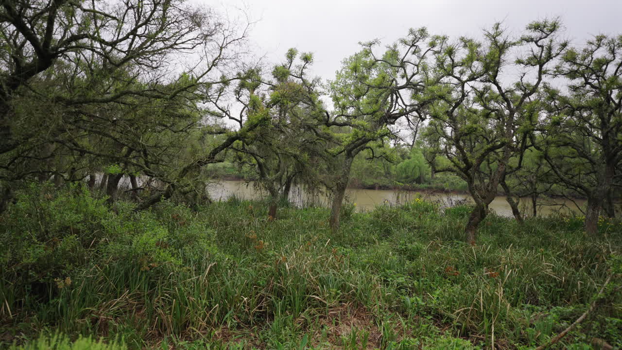 Twisted native trees in the river wetland forest of the Paraná Delta, showcasing natural beauty and biodiversity