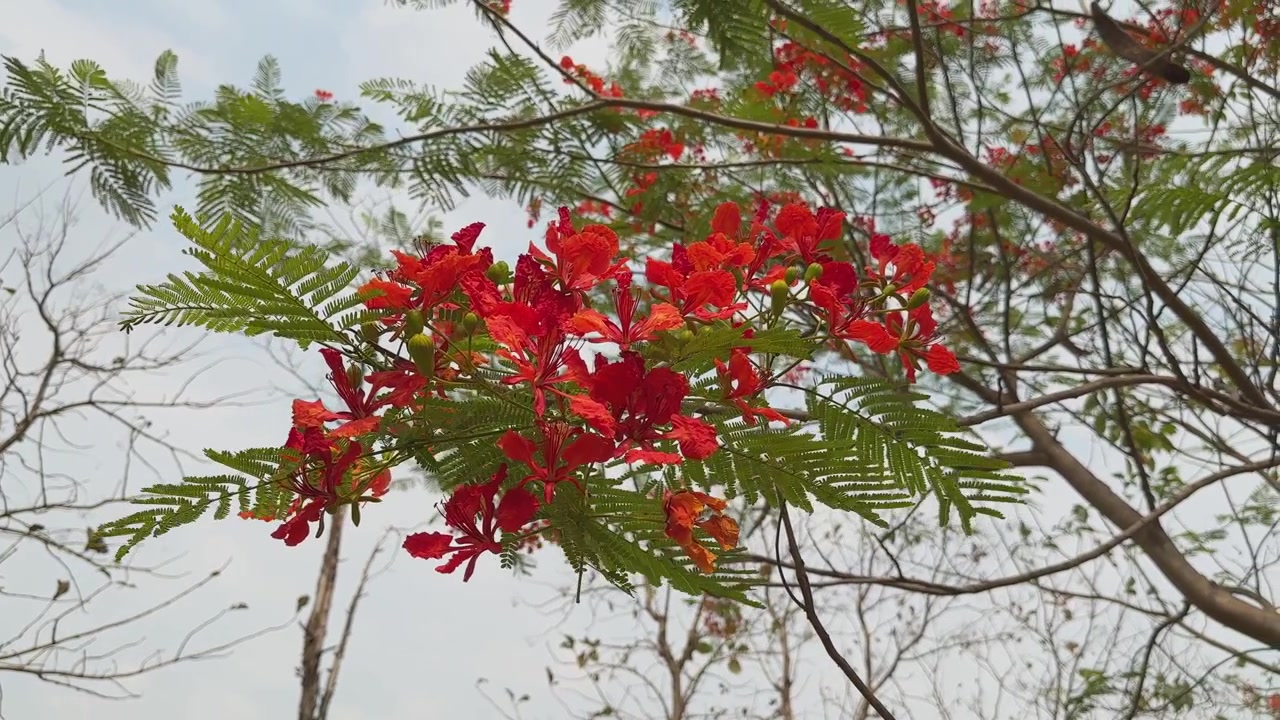 Cabang Delonix regia yang berbunga dengan bunga merah oranye cerah dan daun hijau seperti pakis membentang di latar belakang langit alami yang cerah!