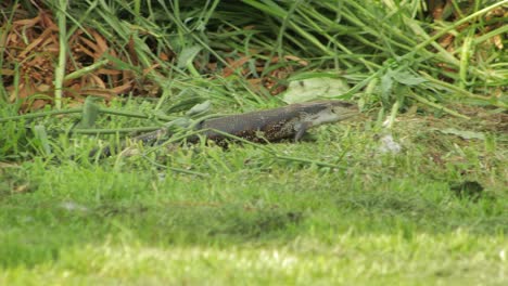 blue tongue lizard crawling through grass