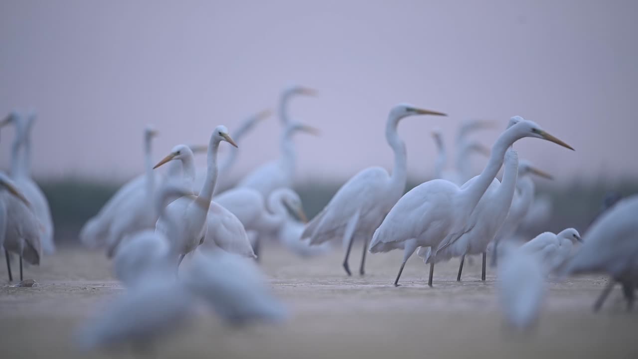 안개 낀 아침에 낚시하는 중대 백로