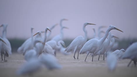 grandes garcetas pescando en la mañana nublada