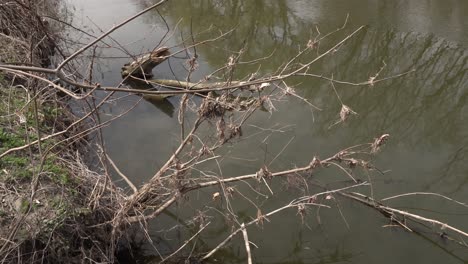 lifeless dead tree branches at the beginning of spring next to a river. this creates a truly beautiful scene to pause and reflect on life.