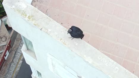 Black vulture on rooftop edge in Miraflores, Lima, Peru, high aerial urban view