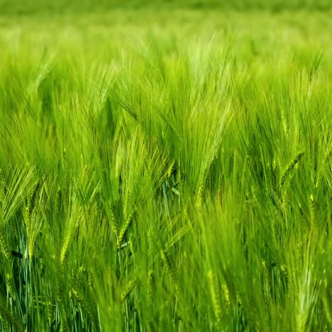 green spikelets background. agricultural plants growing on field in summer. the wind moves organic plants. fresh spikelets swaying. close-up.