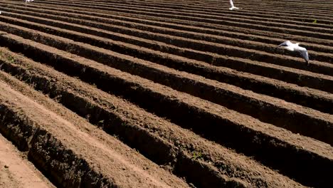 volando sobre el campo arado de cerca.