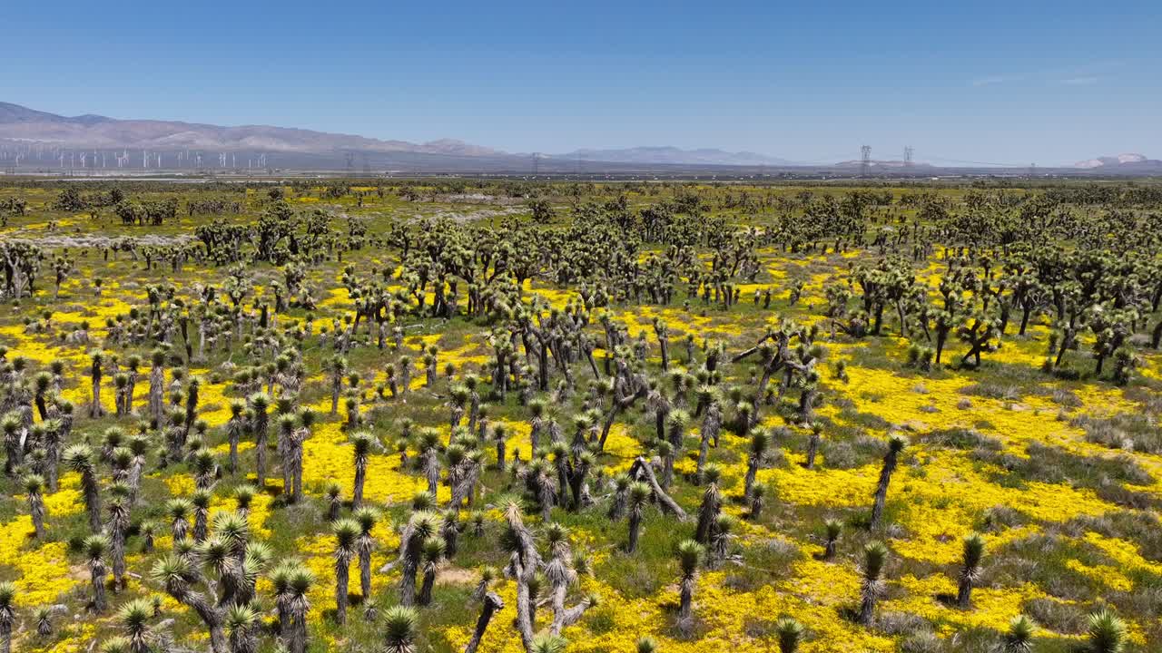 The Mojave Desert's colorful landscape in spring with wildflowers blooming - aerial
