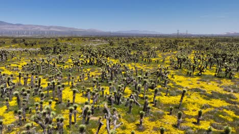 The-Mojave-Desert's-colorful-landscape-in-spring-with-wildflowers-blooming---aerial