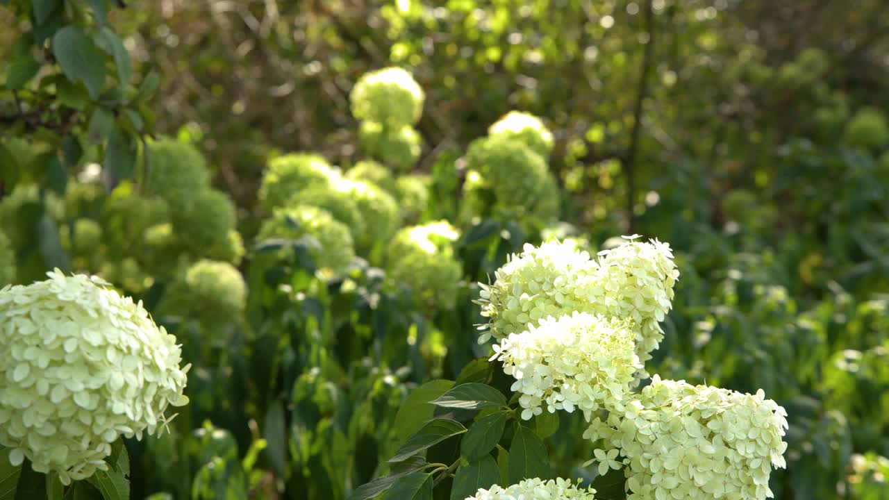 White hydrangea flowers gently move in soft sunlight, filmed with slow, steady camera motion outdoors