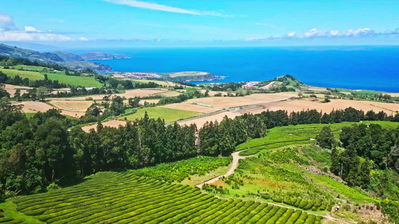 Aerial View of Lush Green Tea Plantations Overlooking the Coast in the Azores