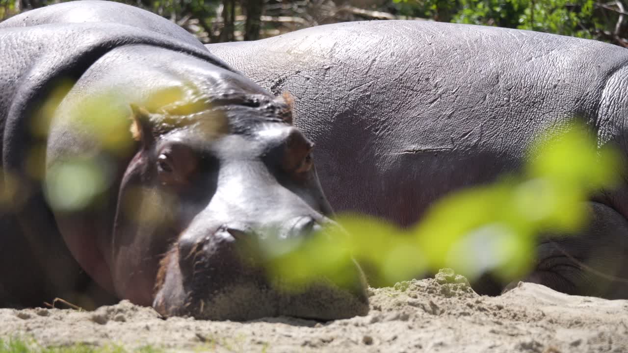 Primer plano que muestra un grupo de hipopótamos somnolientos descansando al aire libre durante un día soleado en la arena