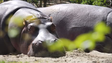 close up shot of showing group of sleepy hippos resting outdoors during sunny day in sand