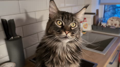 gato gris y blanco bostezos y zoom rápido en la cara curiosa y ojos inquisitivos