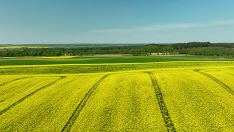 a wide shot of expansive fields with yellow and green crops stretching into the horizon, under a clear blue sky