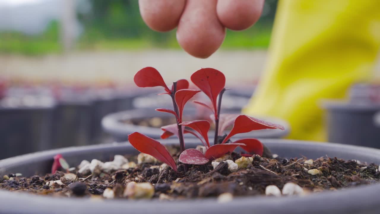 el jardinero riega las flores con su mano en cámara lenta.