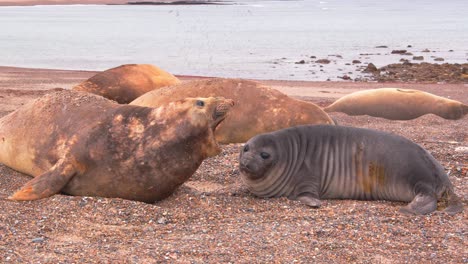 ground level shot of elephant seal females and pups on the sandy beach as they call out flick sand and rest