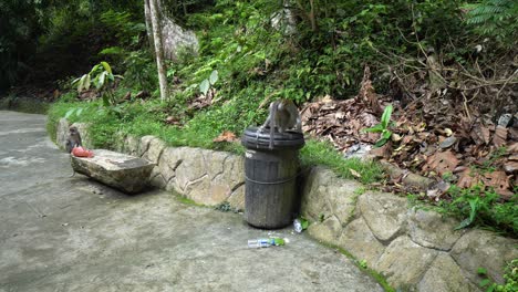 monkeys search food in the rubbish bin