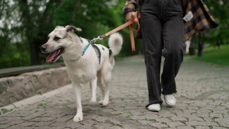 Close-up-a-white-dog-with-black-spots-on-a-leash-walks-with-its-owner-along-the-alley-of-the-park