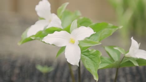 Trillium-Blanco-En-El-Bosque-De-Primavera---Primer-Plano,-Enfoque-Selectivo