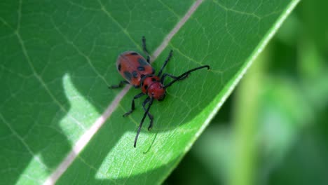 une vidéo macro d'un coléoptère rouge sur la feuille d'une plante d'ail