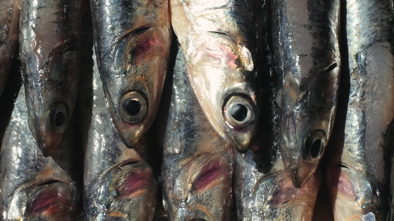 Pile of Fresh Anchovies