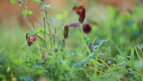 Zarte-Spinnweben-Mit-Tautropfen-übersät-Hängen-Zwischen-Den-Kleestämmen-Und-Dem-Gras