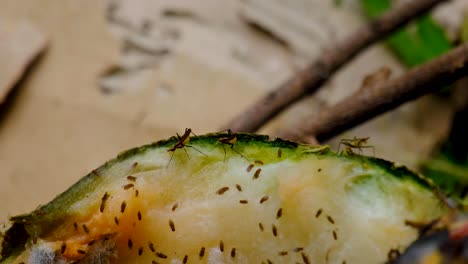 primer plano de moscas de la fruta y bichos que se alimentan de frutas, verduras y plantas en descomposición en el montón de compost en el jardín