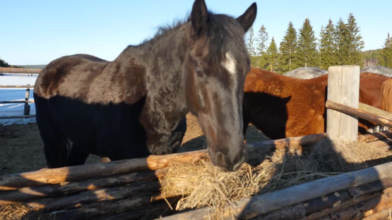 caballos comiendo heno en invierno