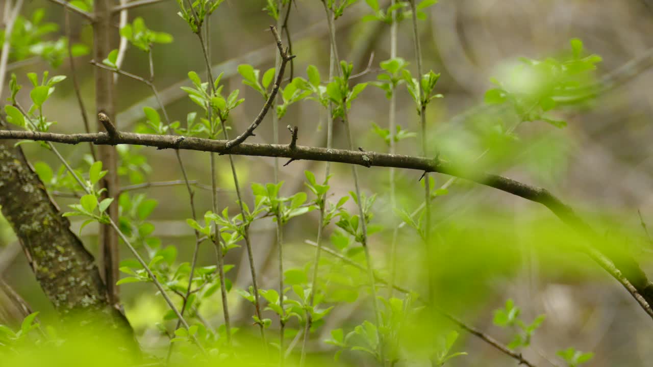 The bird is hidden in the wood and flew off