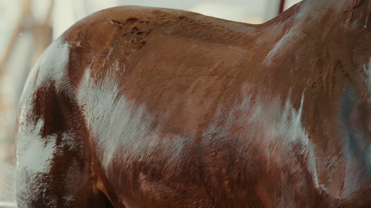 Slowmo closeup captures a brown horse being gently washed, with water cascading over its body. The scene highlights the horse's natural beauty and the soothing process of grooming in exquisite detail.