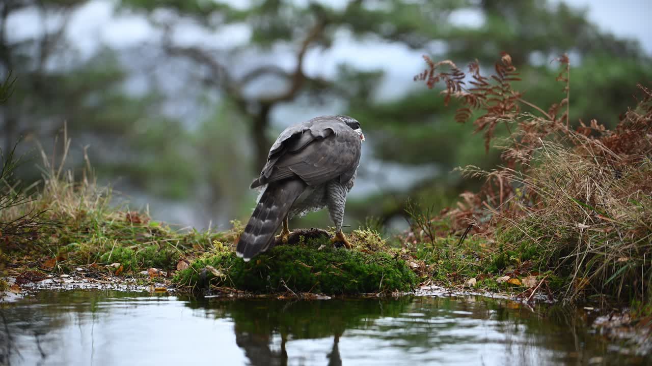 Eurasian Goshawk facing away from camera, eating dead squirrel on edge of small pond in Norway.