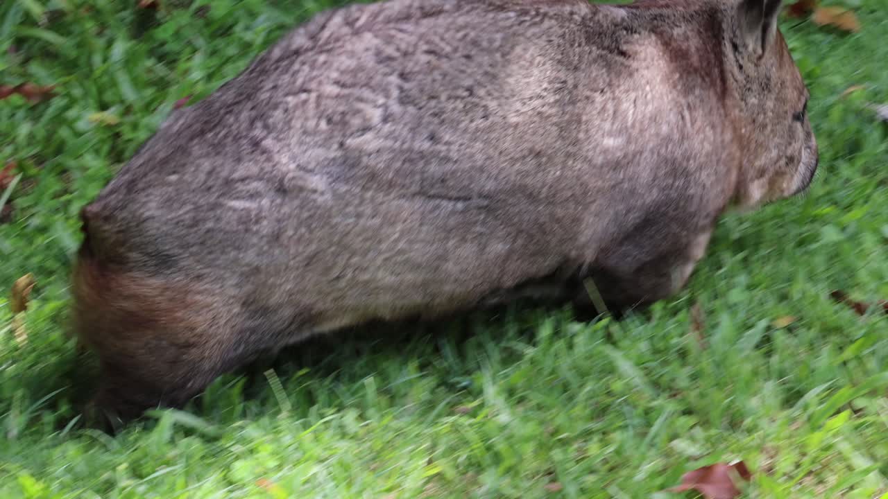 wombat caminando y pastando en la hierba verde exuberante