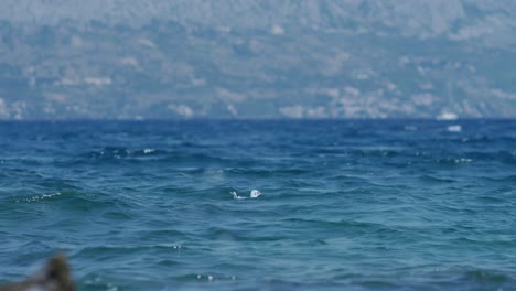 Vogel,-Der-In-Der-Nähe-Der-Küste-Im-Tiefblauen-Meer-Kroatiens-Schwimmt