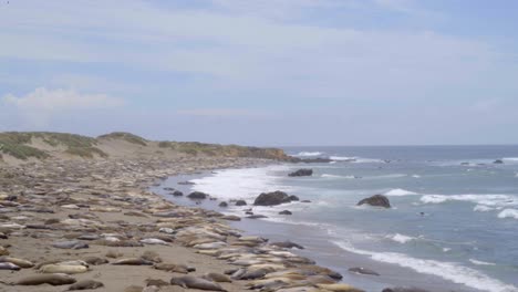 elephant seals lying on the beach