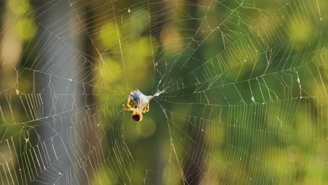 spider quickly spins a beetle in its web, wrapping it tightly with silk threads.