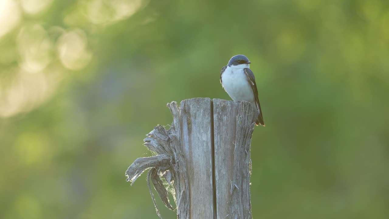 Tree Swallow perched on a wood post during sunrise