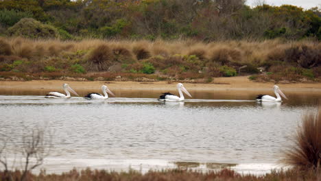 a group of large australian pelicans paddle down a creek