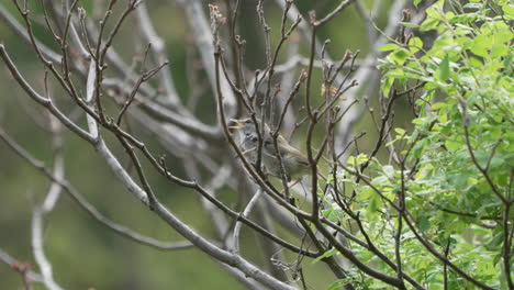 Pájaro-Curruca-Japonés-Posado-Y-Cantando-Canciones-De-Cría-En-El-Bosque-Cerca-De-Saitama,-Japón---Primer-Plano---Cámara-Lenta