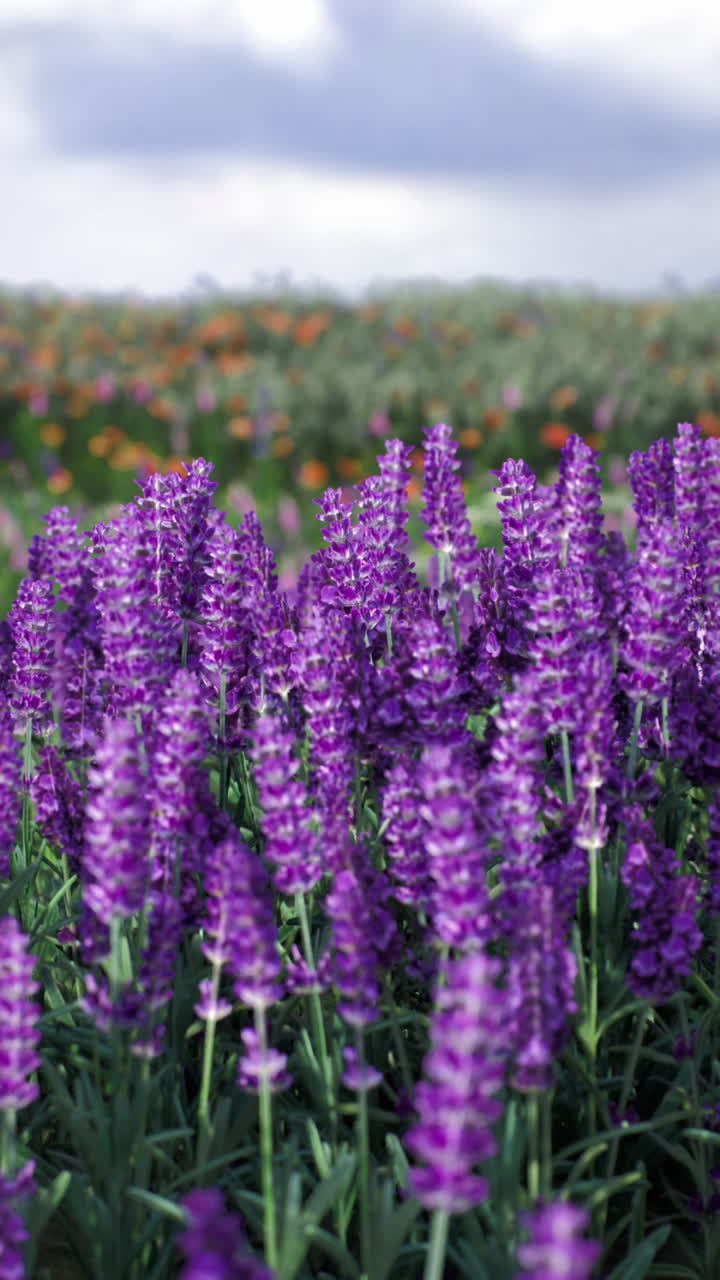 Purple flowers bloom in a vibrant field under a cloudy sky in springtime