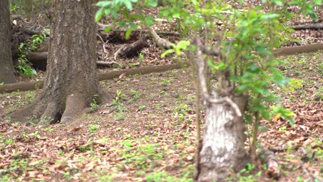 Landscape-view-of-forest-with-squirrel