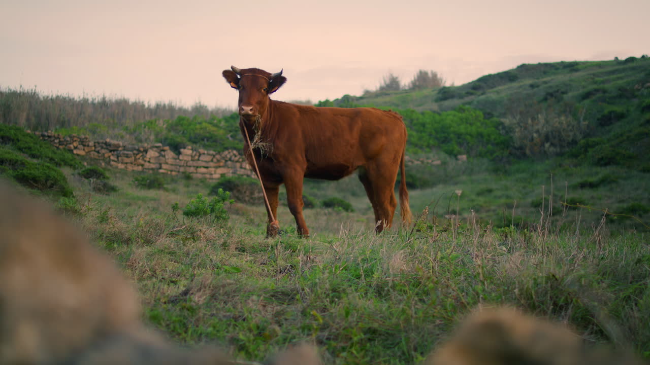 은 머리 소가 서 있는 목초지 어두운 날. 동물들이 잔디를 고 잔한 풀을 고 있다.