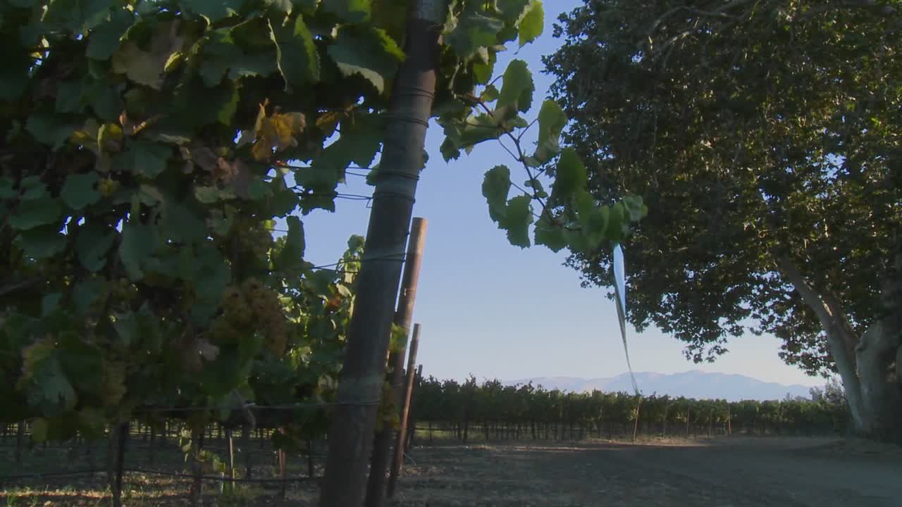 살리나스 밸리 포도원 몬테레이 카운티 캘리포니아