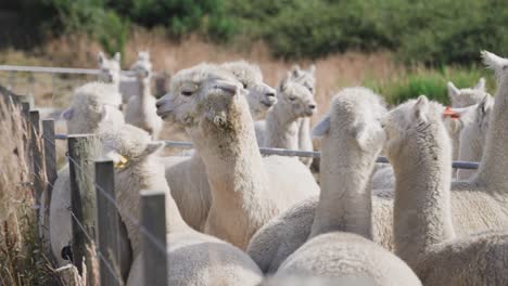 Grupo-De-Alpacas-Lanudas-Paradas-Juntas-En-Un-Cálido-Día-Soleado