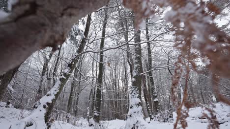 Schneebedeckte-Bäume-In-Einem-Ruhigen-Wald-Im-Winter,-Tageslicht-Fällt-Durch