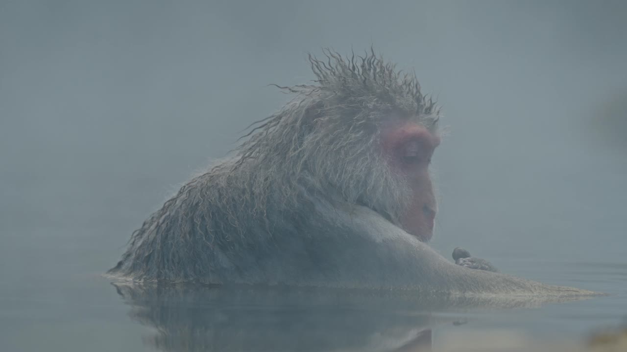 평화로운 눈 원이는 눈과 자연의 아름다움으로 둘러싸인 유명한 지고쿠다니 온센의 따뜻하고 은 물에 고 있습니다.
