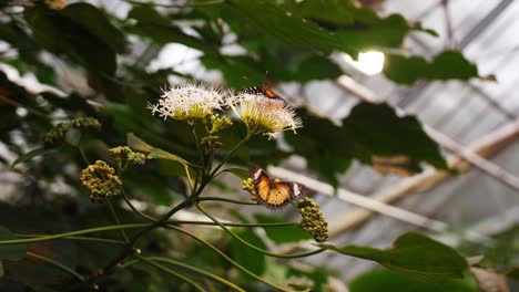Mariposas-Sentadas-En-Una-Hermosa-Flor-Dentro-De-La-Casa-Verde,-Vista-En-Movimiento