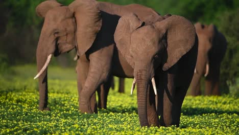 a medium shot of a breeding herd of elephants feeding on a bed of yellow flowers in mashatu game reserve, botswana